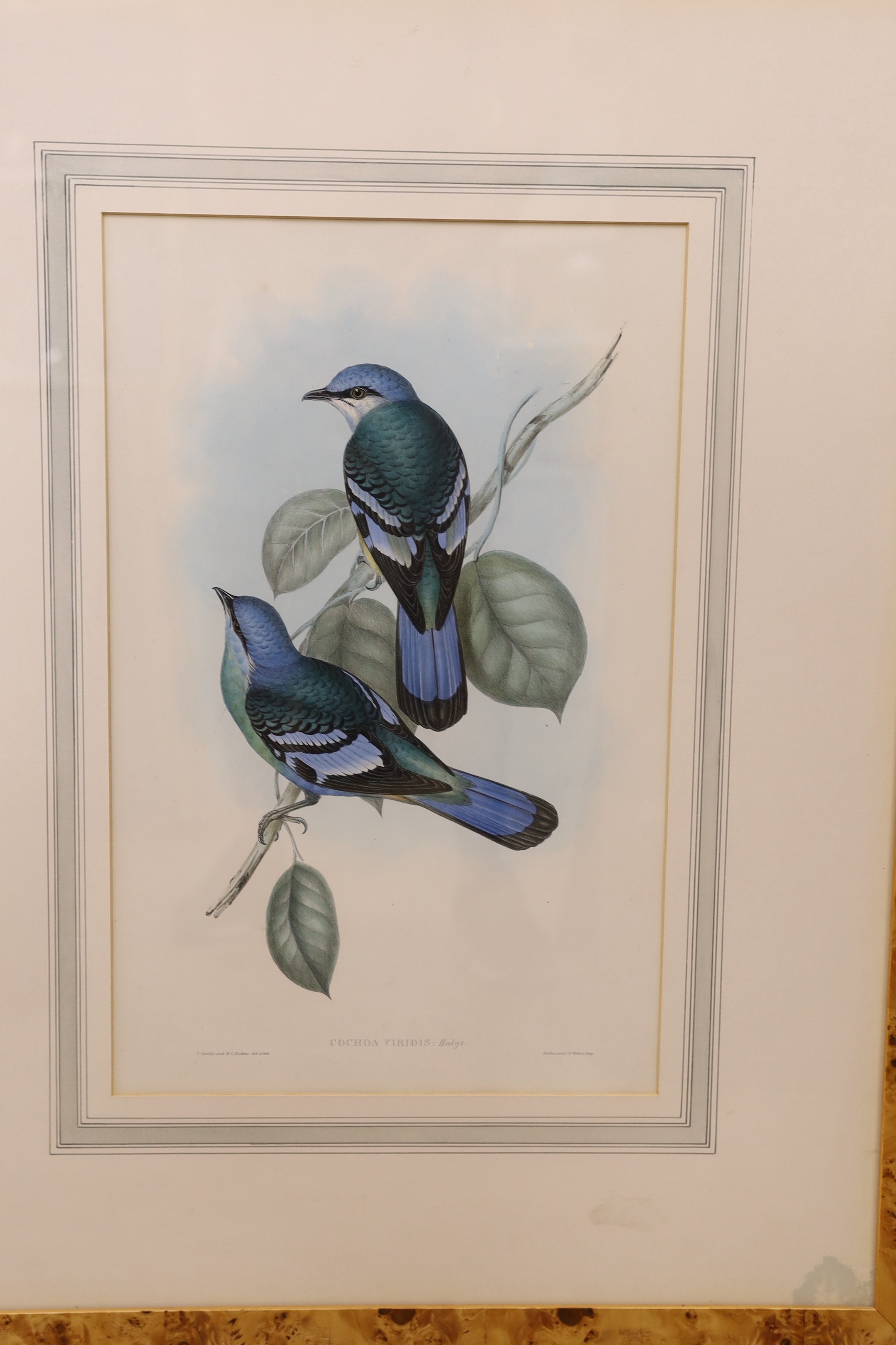 After Gould and Richter, six coloured lithographs, Studies of exotic birds, 53 x 34cm